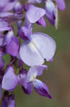 Japanese wisteria